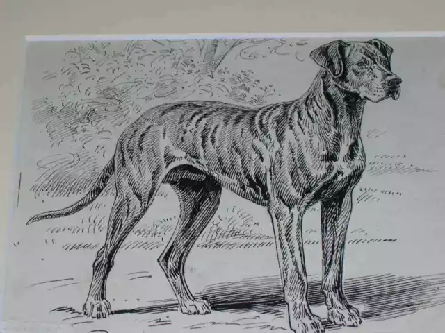 Original 1895 Antique Great Dane Dog Pen & Ink Drawing By S.t. Dadd