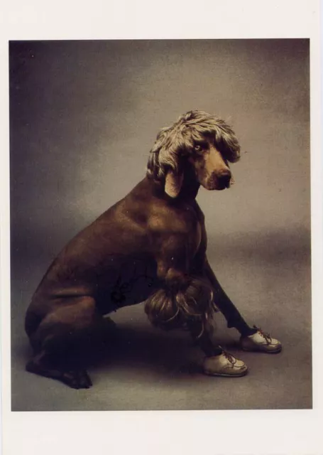 William Wegman•Baby Afghan 1987 Famous Weimaraner Dog Portrait POSTCARD 4x6