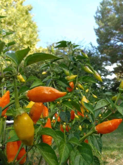 Habenero de Arbol - Fiery little torches will spice up your life!