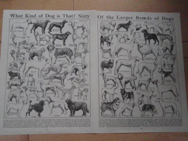 BREEDS OF DOG old vintage double page print 1930's inc ALSATIAN GREYHOUND COLLIE