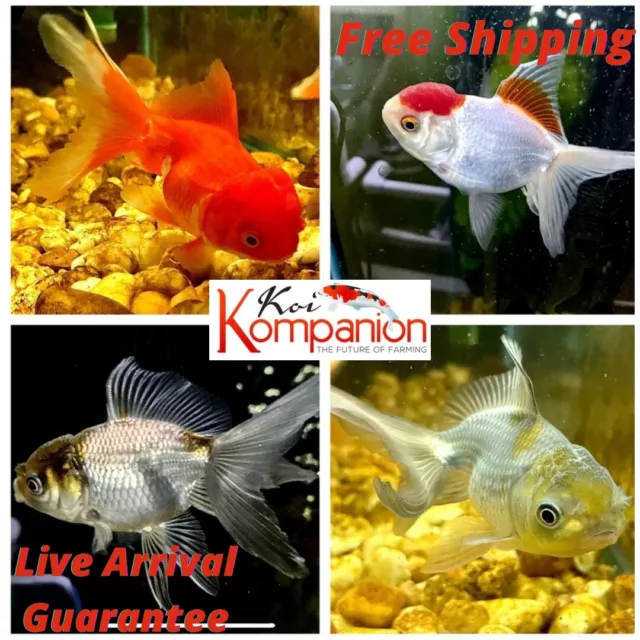 5+1 Assorted Fancy 1.5- 2” (M/S) Oranda Goldfish Koi Kompanion