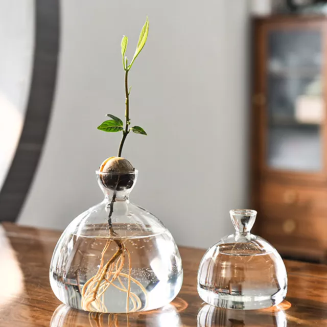 Glass Seed Growing Vase Clear Glass Plant Growing Avocado Vase Bulb Vase