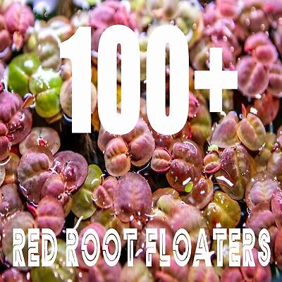 Red Root Floaters (Phyllanthus Fluitans) BUY 2 GET 1 FREE - Live Floating Plant: