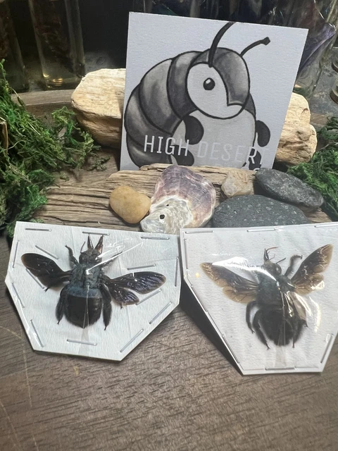 Xylocopa caerulea Pair Blue Carpenter Bee Pair Unmounted Papered Specimen Bumble