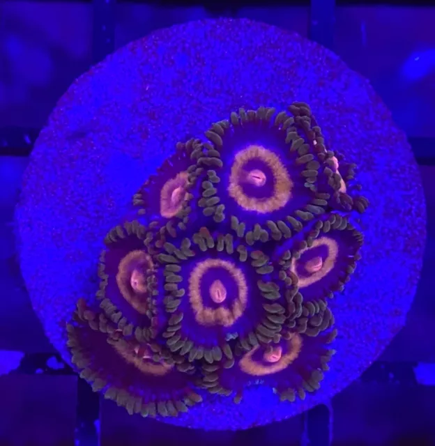 Live Coral Frag Absolutely Fish Naturals Supergirl Zoanthid WYSIWYG