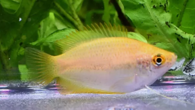 Dwarf Golden Honey Gourami LIVE FISH Read Description