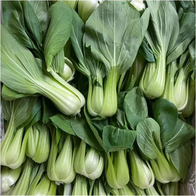 BOK CHOY CHING CHANG 50+ Seeds buk choi TAISAI péchay pe-tsai CHINESE vegetable