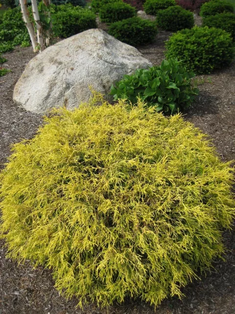 Golden Mop False Cypress -Chamaecyparis- Outside/Bonsai - 4" Pot