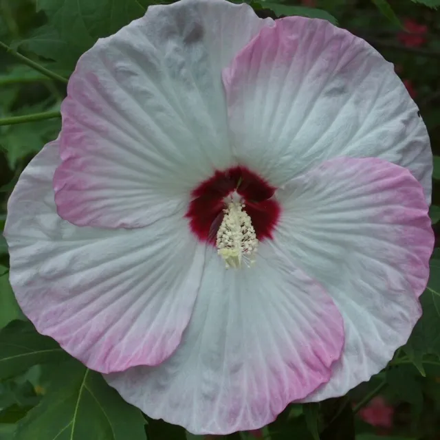 BALLET SLIPPERS Hardy Hibiscus -- Plant in 4.5" pot