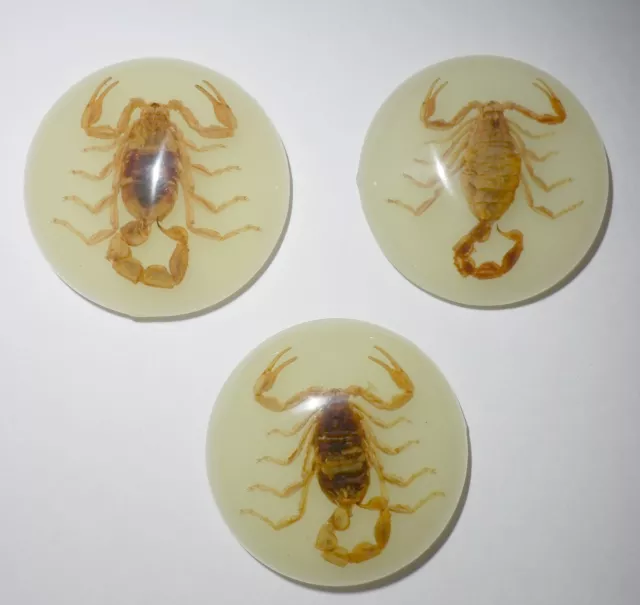 Insect Cabochon Chinese Golden Scorpion 35 mm Round Glow 3 pieces Lot