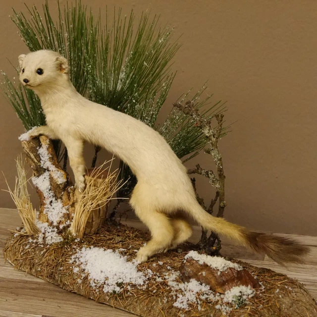 Armiño Abrigo de Invierno Preparado Longitud 39CM para Animales Taxidermy