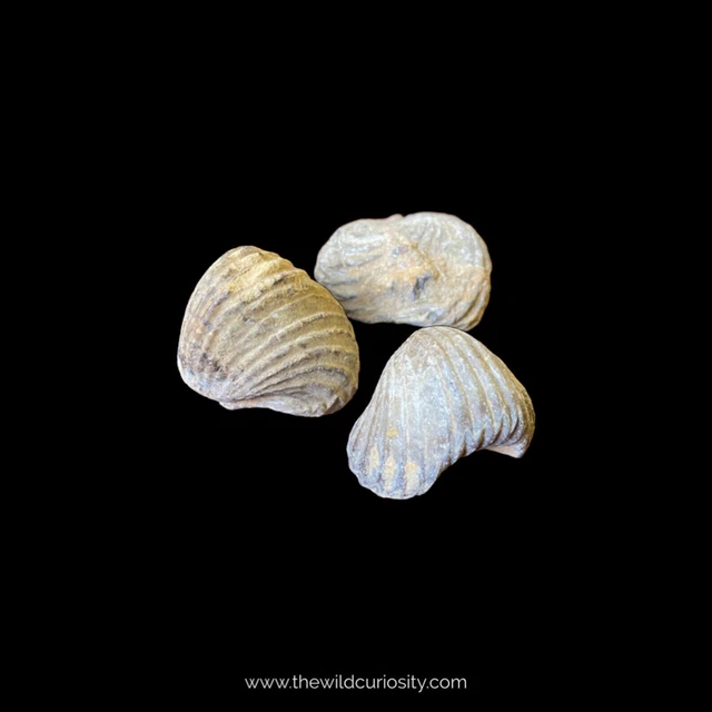 3x Fossil Brachiopod Shell | Fossilised Gastropod | Mollusc | Fossil Collection