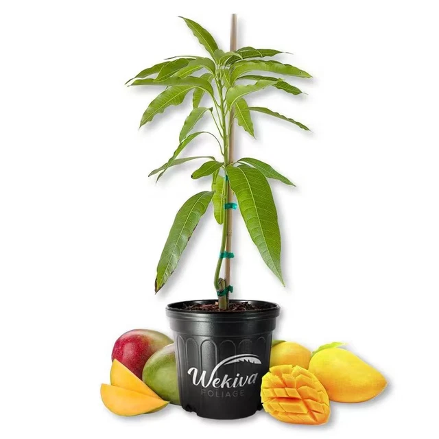 Alphonso Mango Tree-Live Fruit Trees in 10 In. Pots-Mangifera Indica-Tropical Ed
