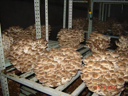 2 x graines de champignons Shiitake concentrées de mycélium séchées...