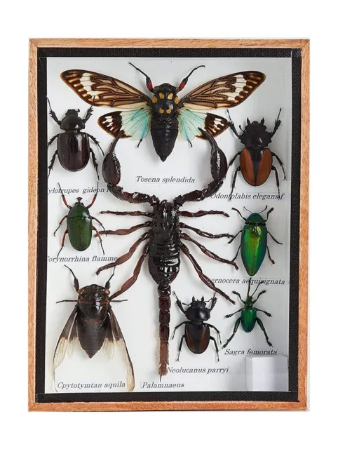 9 Real MIXS Very Rare Insect Taxidermy Set in Boxes Display for Collectibles