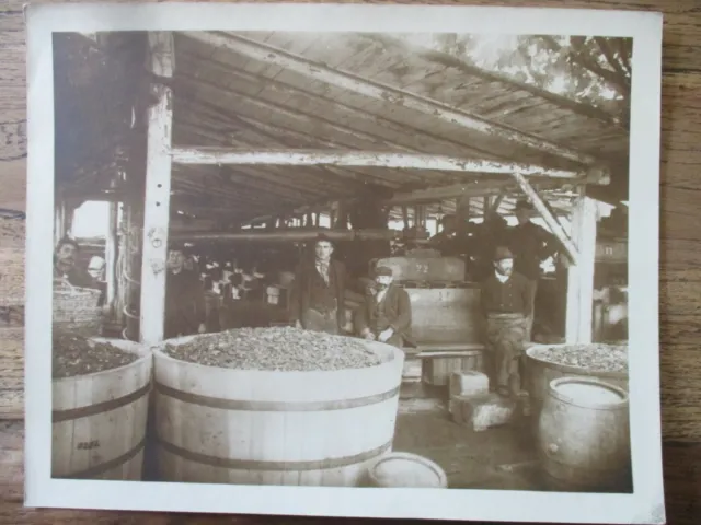 Großes Foto um 1917 - Wein - Bauern - Ernte - Frankreich? - ca. 30x24 cm
