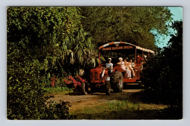 Lake Worth FL- Florida, Knollwood Groves, Antique, Vintage Postcard
