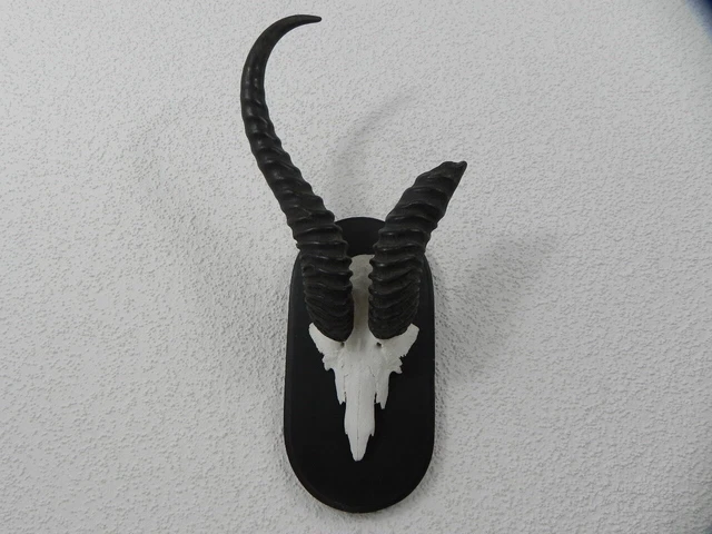 Muy Bonita Gacela Antílope Trofeo de Calavera, Hl 35 CM Decoración África