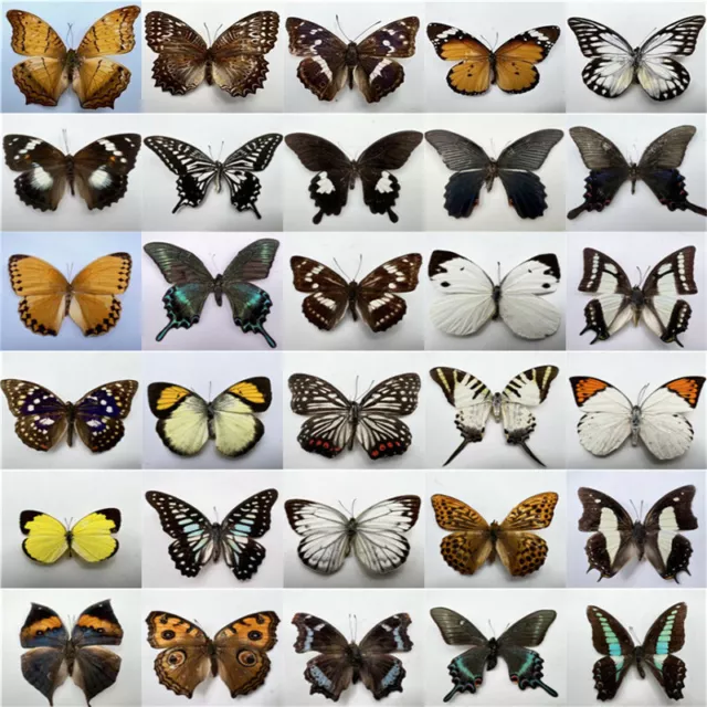 30pcs（Butterfly species with no duplicates）​natural Real Butterflies Specimen