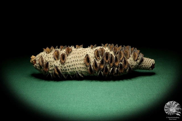 Banksia littoralis Australia plantas de árbol de plata recientes frutos secos especie