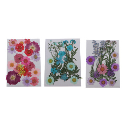 A FagusHome 76 Pezzi Veri Fiori secchi pressati Naturali Foglia,12 Colori Fiocchi di Lamina doro per pinzette in Resina e Pennello per Unghie Pittura creazione Artigianale 