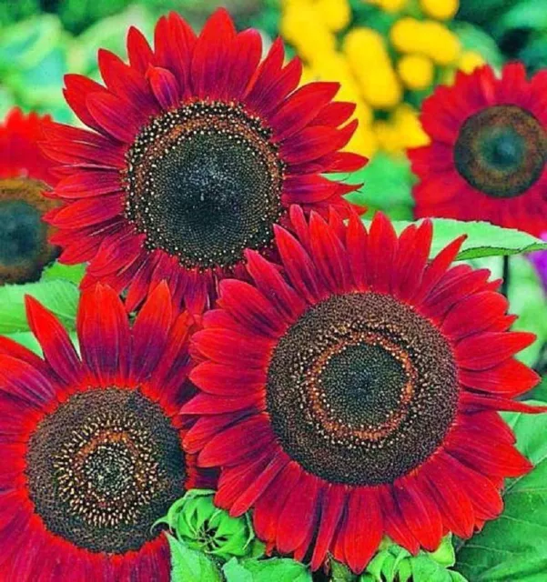 Velvet Sunflower Seeds | Heirloom | Non-GMO | Fresh Garden Seeds