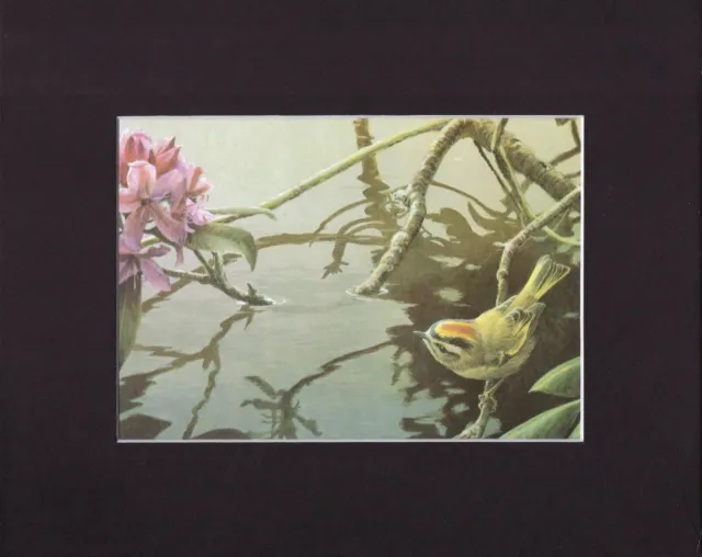 8X10" Matted Print Art Painting Picture, Robert Bateman: Golden-Crowned Kinglet