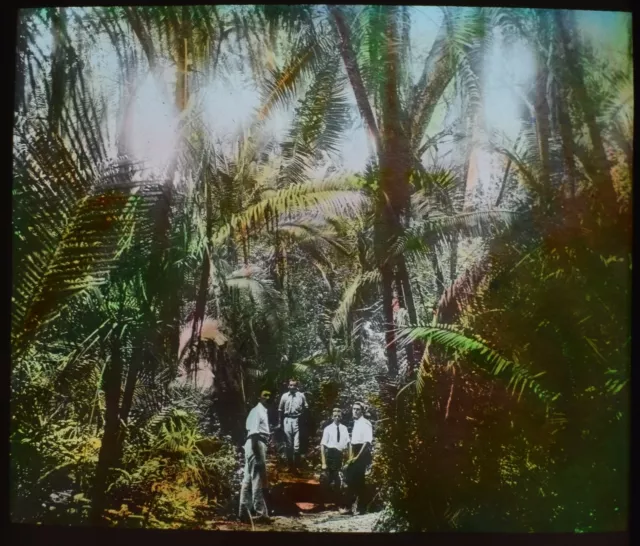 ANTIQUE Magic Lantern Slide LUNCH IN PALM TREES C1910 PHOTO AFRICA