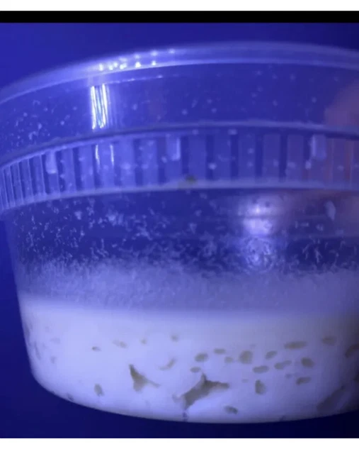Banana Worm Culture 2oz starter culture Free Shipping