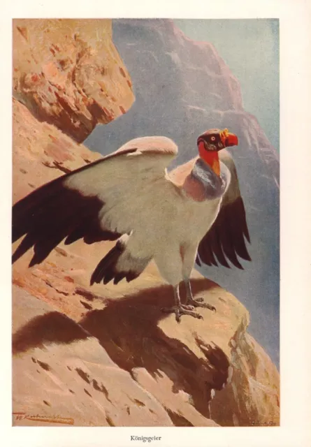 Königsgeier Sarcoramphus papa  Geier  Farbdruck 1953 Ornithologie W. Kuhnert