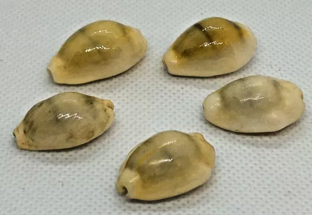 5 unidades de Cypraea Moneta Sea Shell Concha 5 pcs de 22 a 24 milímetros