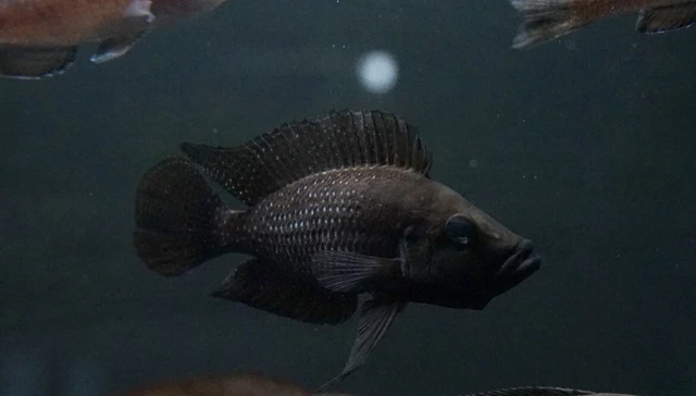1 Black  Calvus  (Tanganyikan) cichlid 3-4” Live tropical fish