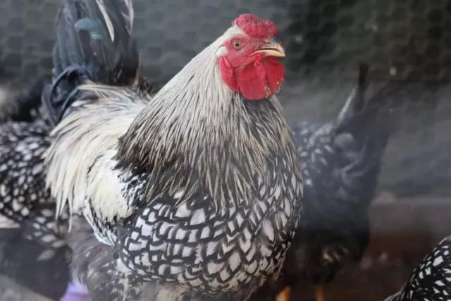 Silver Laced Wyandotte Hatching Eggs 10+ CERTIFIED AI CLEAN