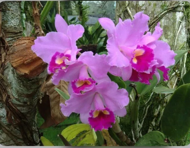 Cattleya trianae ‘Red Lips’ X Full Moon Fragrant Orchid Species 2-2.5” Pot