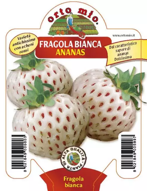 3 PIANTE IN VASO Ø10CM DI FRAGOLA ANANAS BIANCA ORTOMIO giardino orto