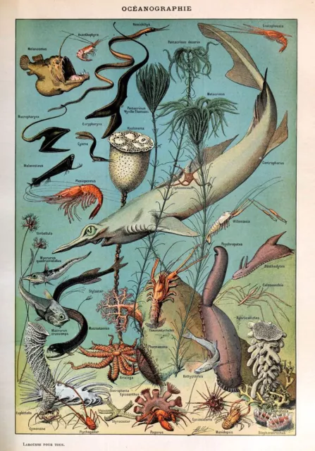 Adolphe Millot Vintage Ocean Sea Life Natural History Wall Art Print Poster