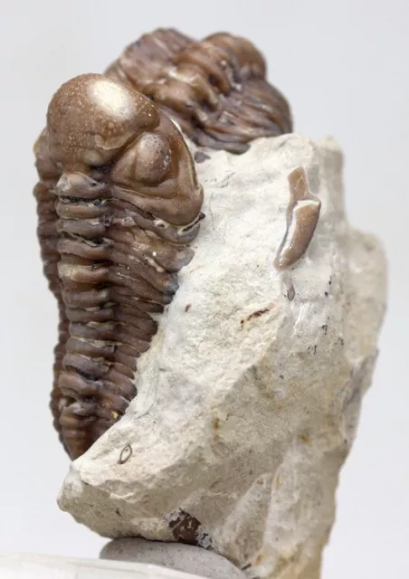 TRILOBITE Specimen Fossil Mineral KAINOPS Devonian Sea Life OKLAHOMA RARE 2