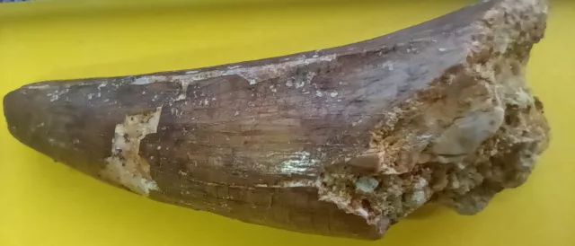 Spinosaurus Tooth