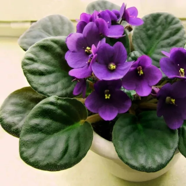 Purple African Violet Flower Seeds F1 Heirloom Beautiful Garden Purple Flowers