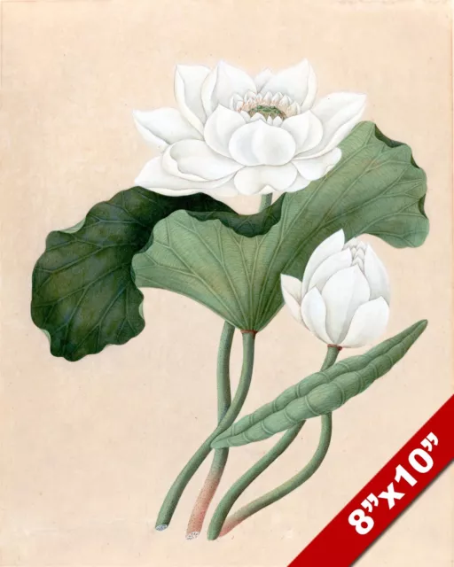 East Indian Lotus White Flower Watercolor Painting Art Real Canvas Giclee Print