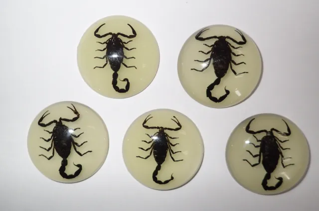 Insect Cabochon Black Scorpion 35 mm Round Glow in the dark 5 pieces Lot