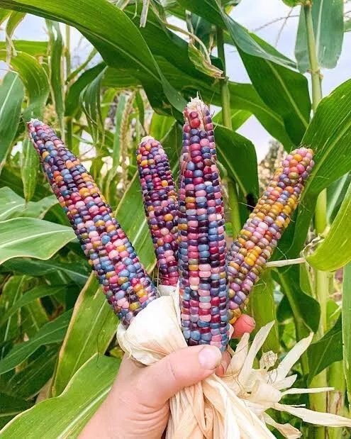 Corn seeds/Rainbow Corn/Flint Corn/Gem Corn/Maize 30 Seeds