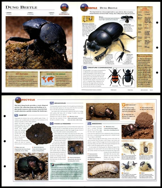 DUNG BEETLE #16 Invertebrates - Wildlife Explorer Fold-Out Card £2.49 ...
