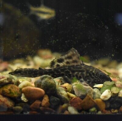 Live Common Plecostomus (3-4" Tropical Freshwater Aquarium Fish) *PLS READ DESCR