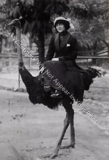 A97 FREAKY BIZARRE STRANGE ODD Sexy Woman Riding Ostrich VINTAGE PHOTO WEIRD Pic