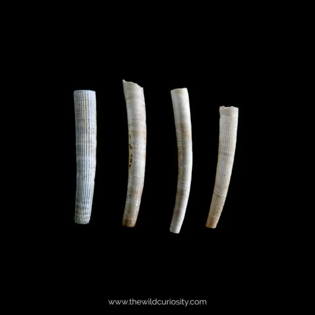 Fossil Tusk Shells | Dentalium bartonense | Fossilised Tooth Scaphopod | Extinct