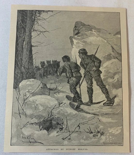 1888 magazine engraving ~ MEN FACING HUNGRY WOLVES