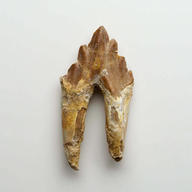 Genuine Natural Pre Historic Basilousaurus Whale Tooth