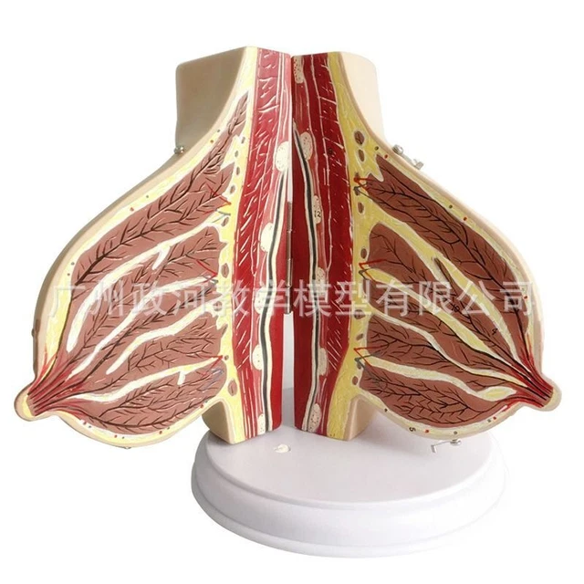 GLAND LACTATION BREAST Anatomy Pathology Model Human Body Chest Medical