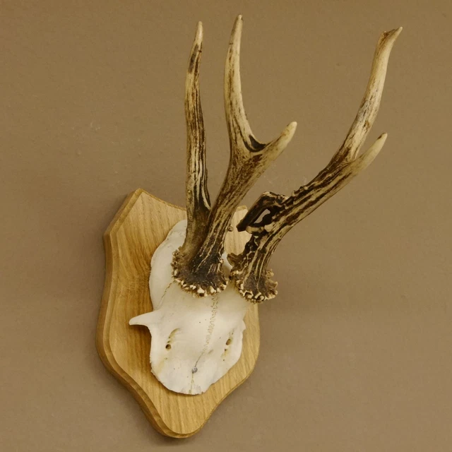 2 Bois De Cerf En Bois Brut 109mm - Pour Coucou Forêt Noire